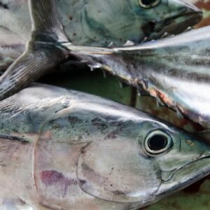 Peixe bonito pesca preparo e curiosidades.