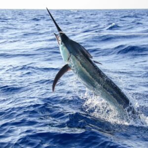 O peixe-espada pesca preparo e curiosidades.