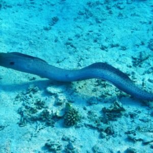 O que é o Peixe Enguia pesca, preparo e curiosidades.