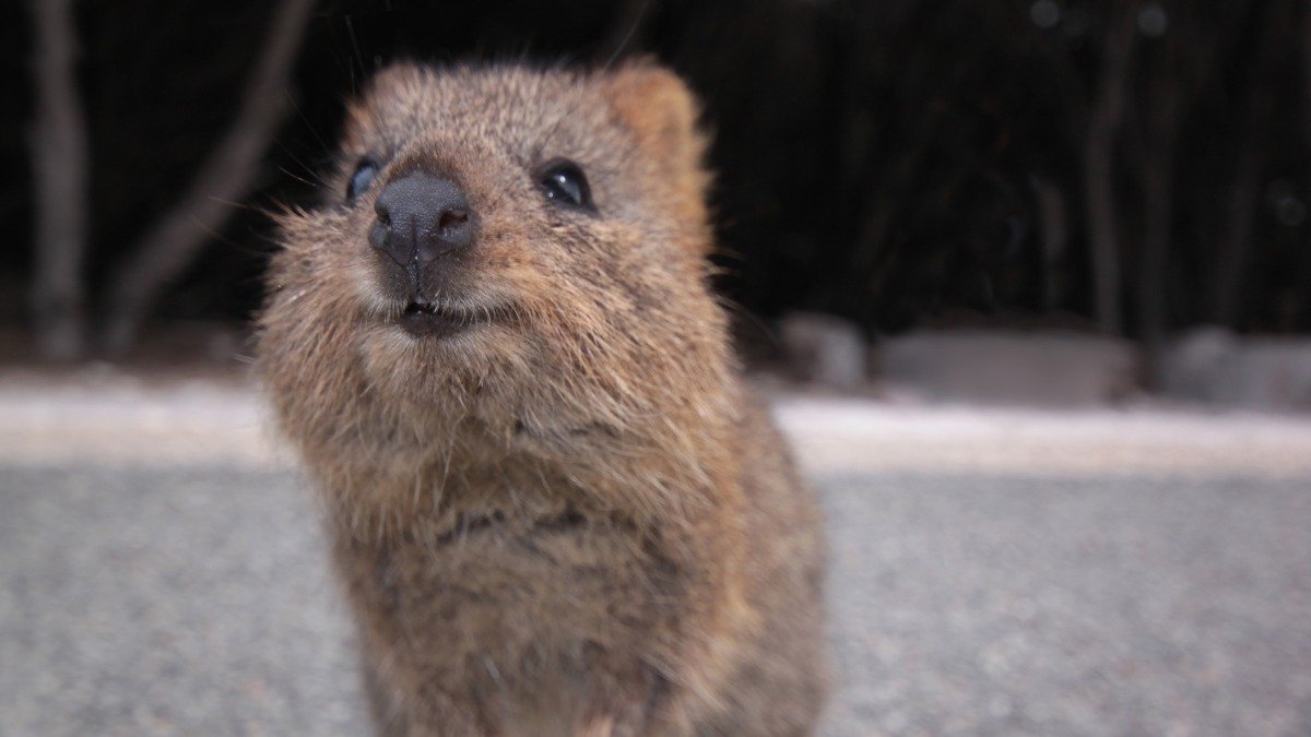 quokka